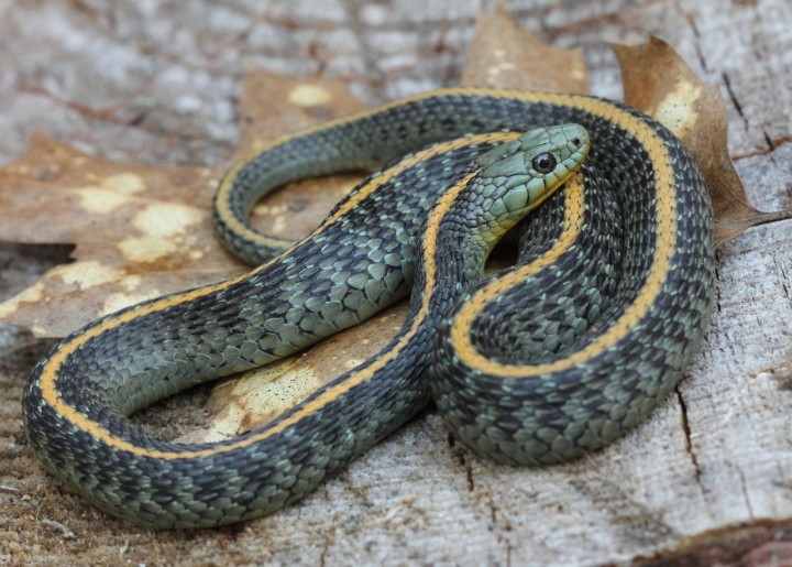 Santa Cruz Garter Snake